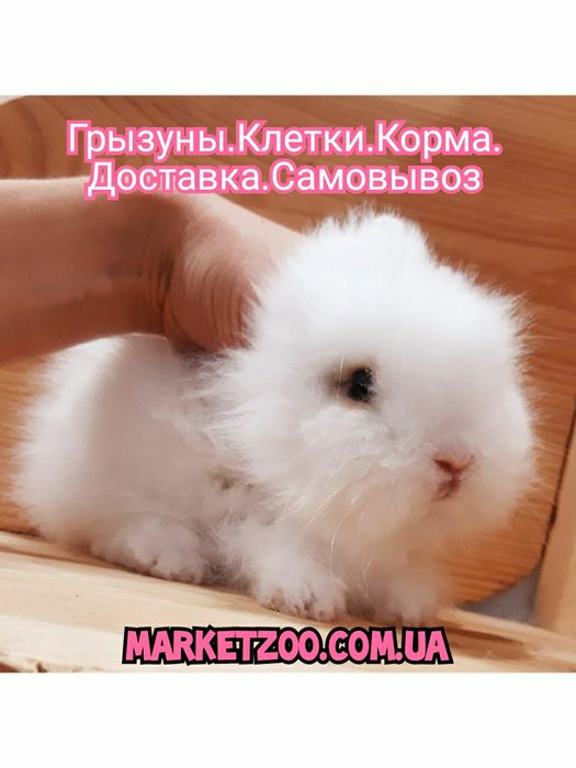 Карликовые миниатюрные декорат.торчеухие и вислоухие мини кролики