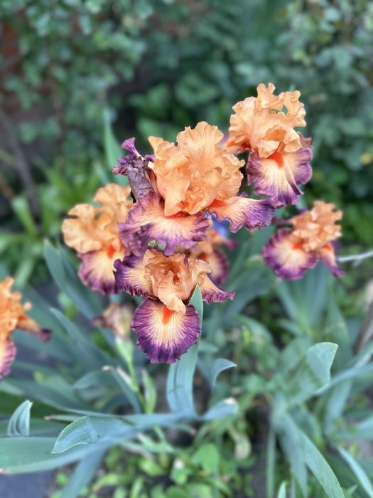 Садові квіти багаторічні