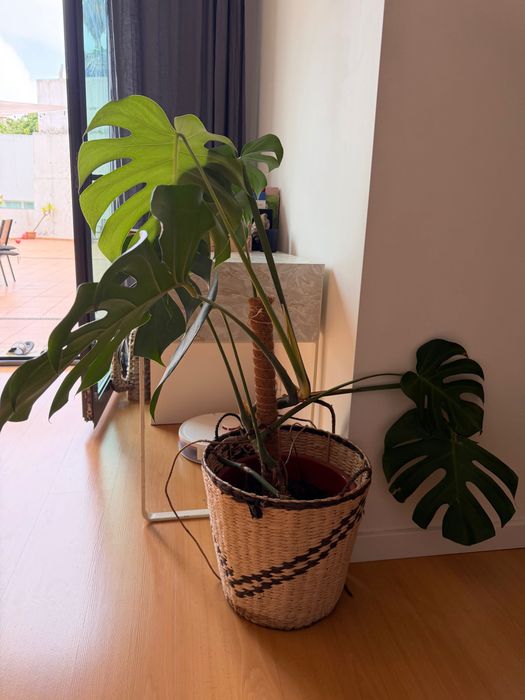 Monstera Deliciosa (Costela-de-Adão) Grande + Cesto Decorativo