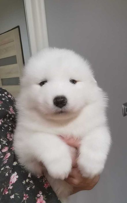 Samoyed szczenię śliczny samiec z rodowodem