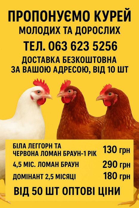 Продам кури несушки! Доставка безкоштовна. Обухів!