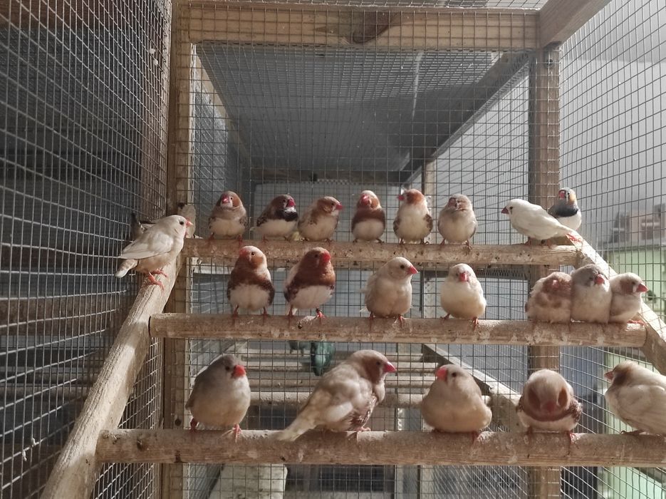 Zeberki w różnych kolorach