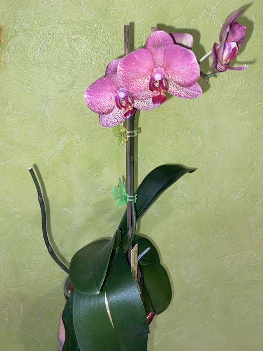 Орхідея домашня Рауль