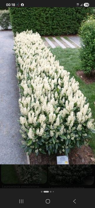 Laurowisnia On Fire,Nowita, Drzewa oliwne, Yucca rostrara