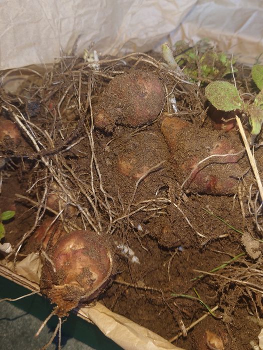 Topinambur pakiet 15 Bulw, roślina do posadzenia