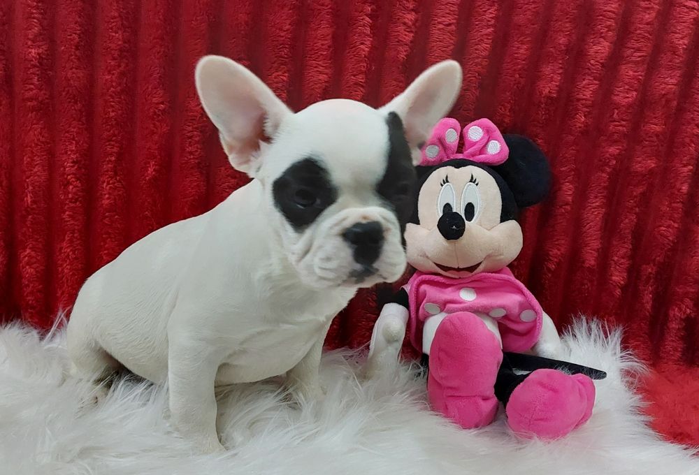 Bulldog francês menina