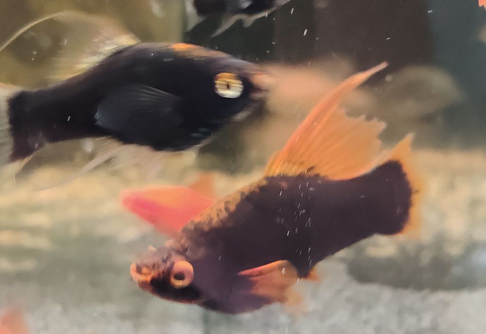 Mieczyk albino Red / Hamburg