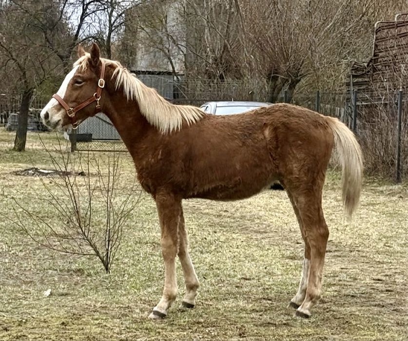 Rocket Sky /Luron / Caretino K AES  Ogier