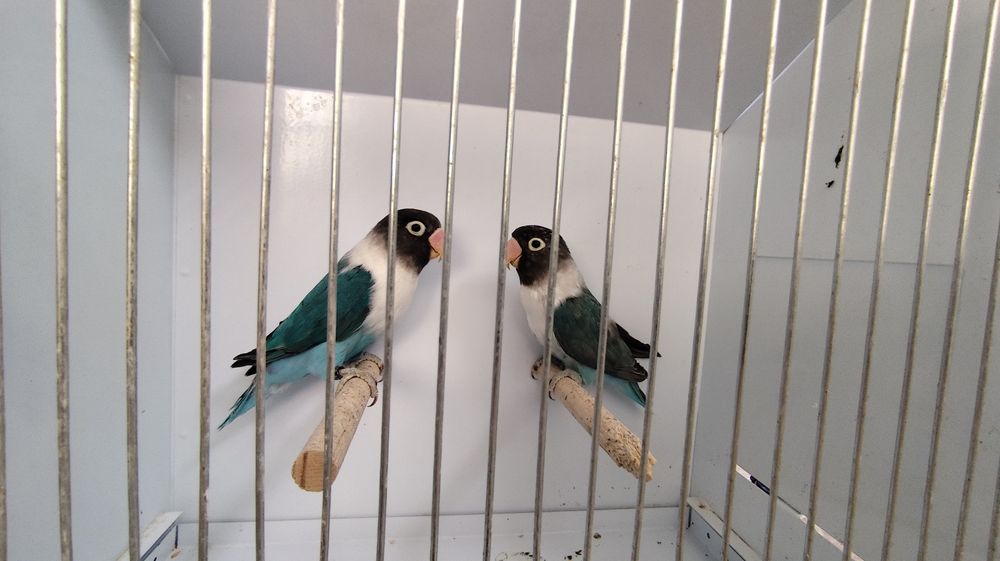 Agapornis Roseicollis e Personatus