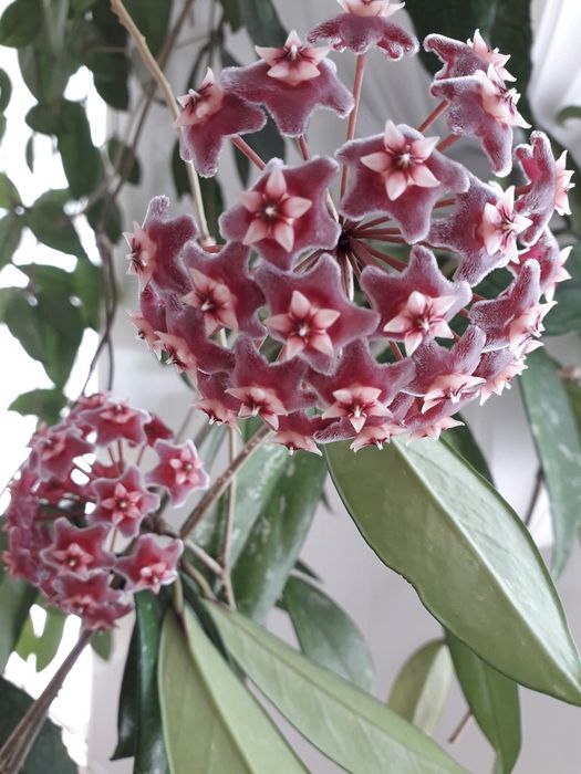 ПРОДАМ Hoya pubicalyx silver pink (хойя пубикалукс сильвер пинк