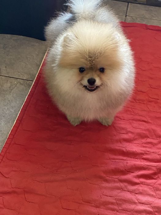 Померанський шпіц