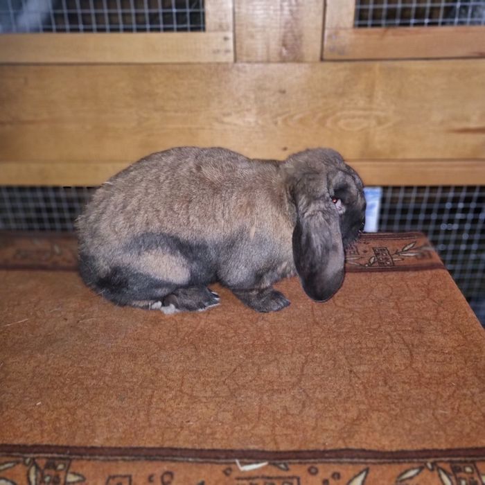 Baran francuski madagaskarowy