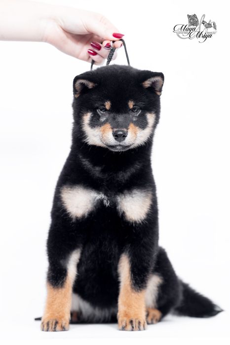 Шиба іну / шиба ину / сіба/ сиба/ shiba inu