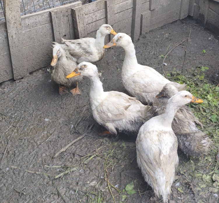 Jajka kacze Pekin, staropolskie