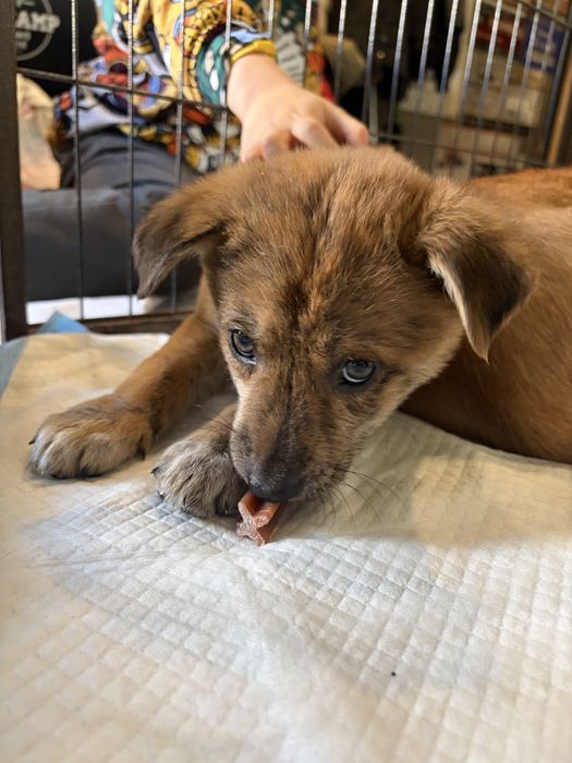 Cachorros para adoção responsavel