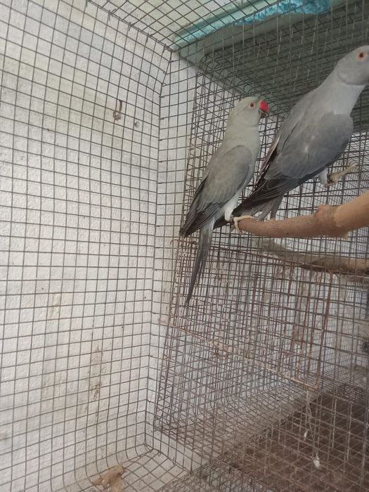 Ring necks e arantiga sol para criar à mão