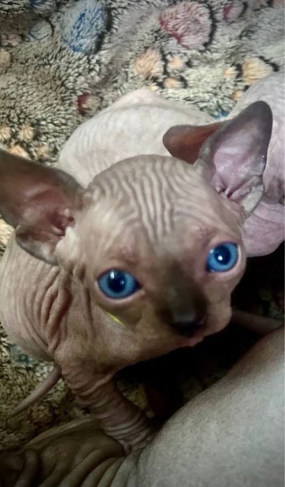 чудове кошеня  хлопчик