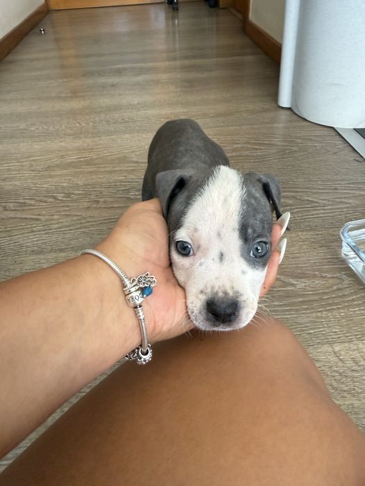Pitbull femea bluenose