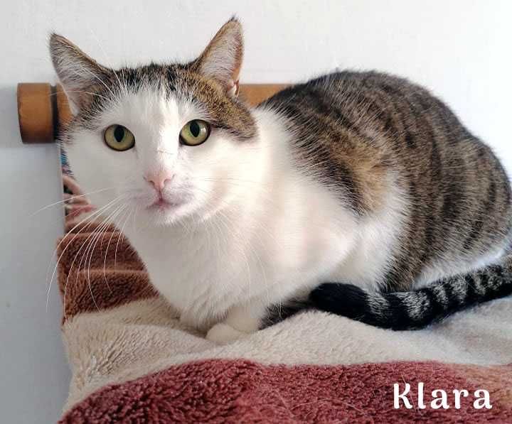 Klara poleca się do adopcji !