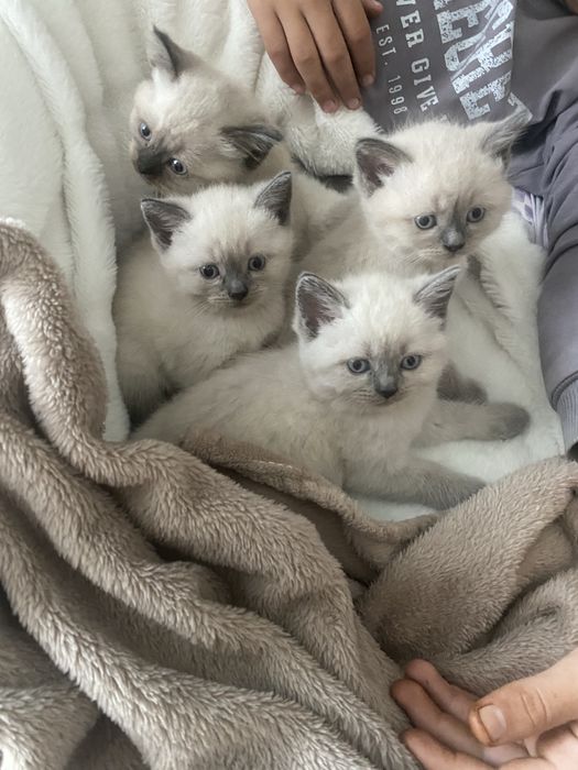 Сіамські кошенята