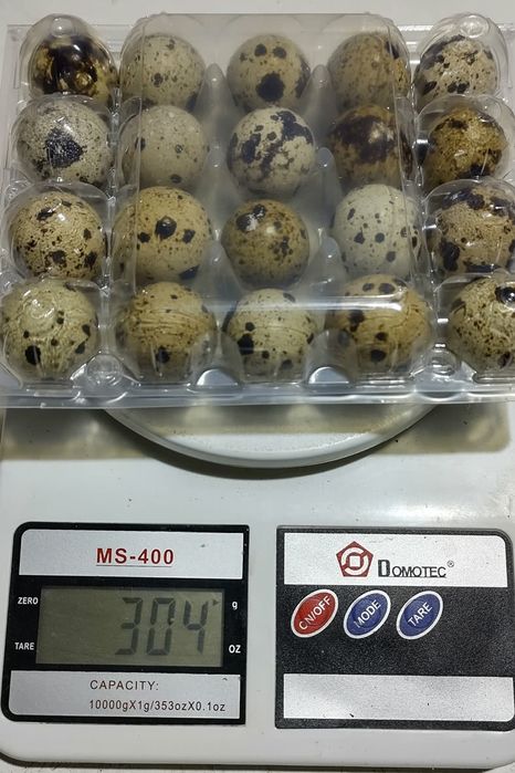 Яйце інкубаційне селекція перепела Техас, естонскі - яйцо инкубационно