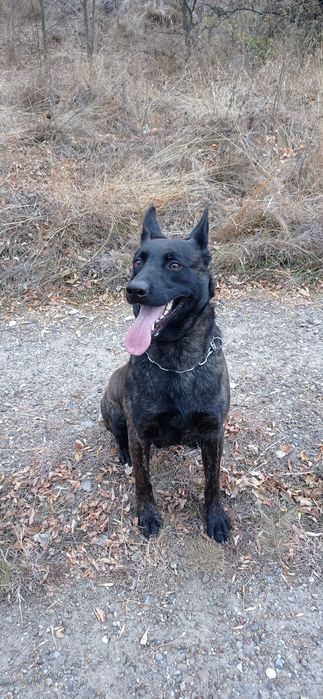 Вязка голландська вівчарка(хердер)