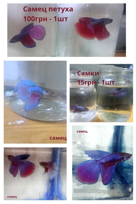 Аквариумные рыбки