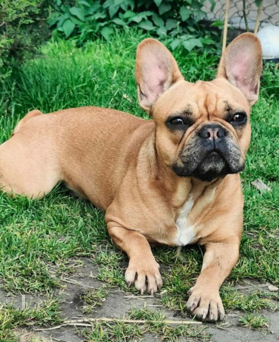 Cudowny chłopiec buldog francuski
