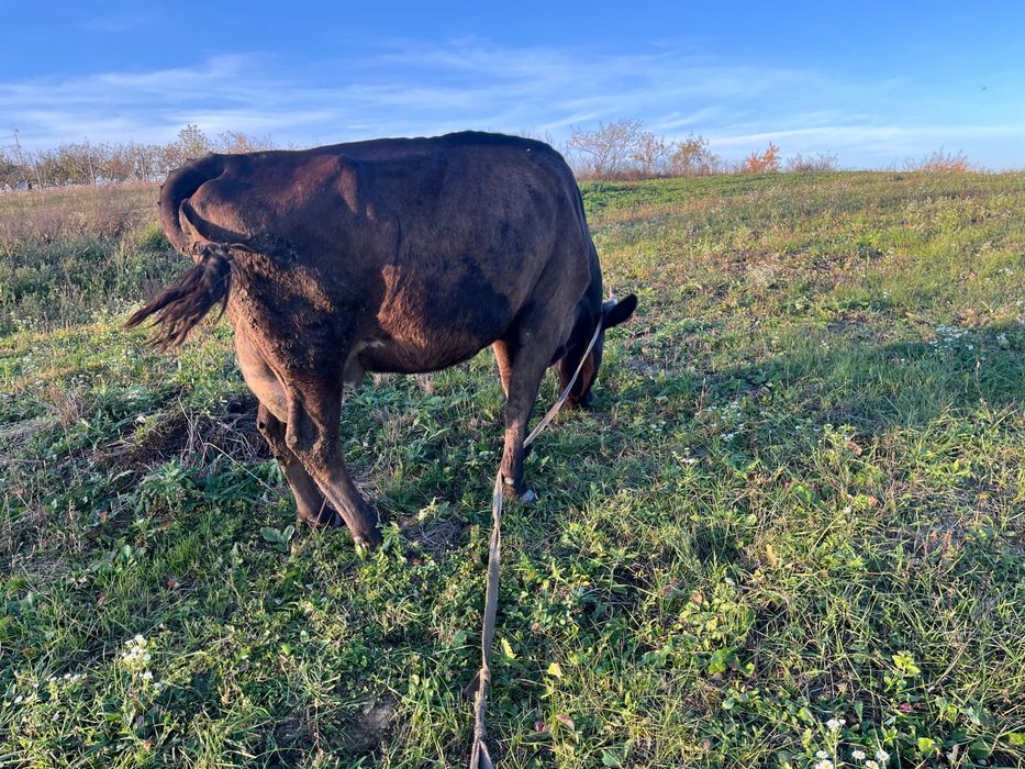 Продам корову 5 років