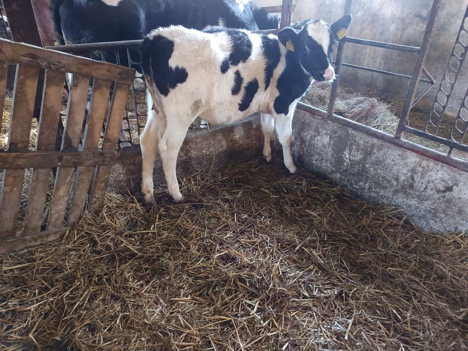 Sprzedam jałoszke żarlak