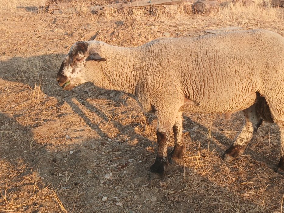 Borrego  Suffolk