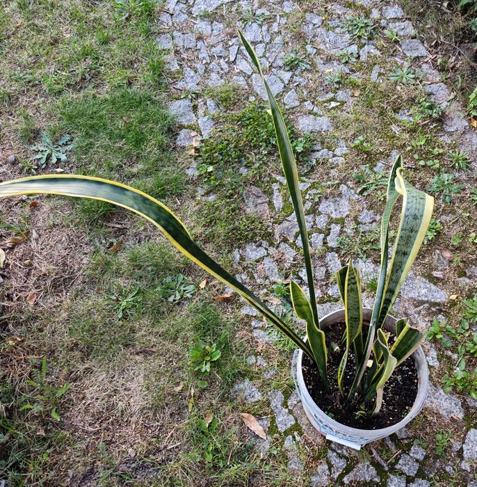 Sansevieria 'Laurentii'