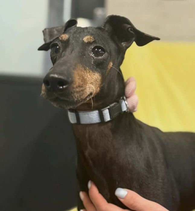 Mała, wesoła dziewczynka do adopcji