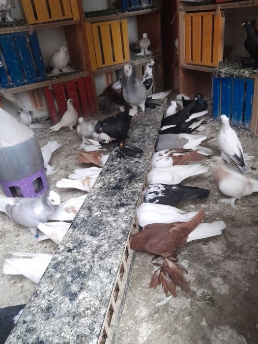 Sprzedam widyny, winery i blauwindry