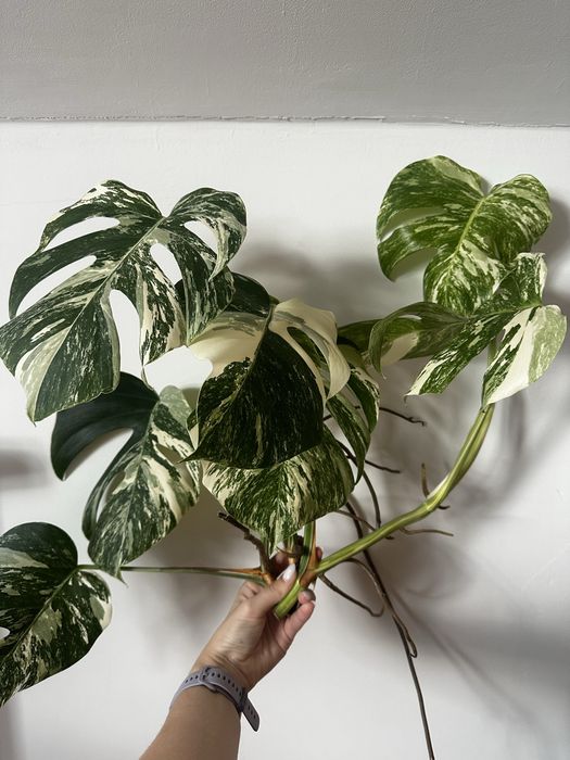 Sadzonki Monstera Variegata – zdrowa roślina