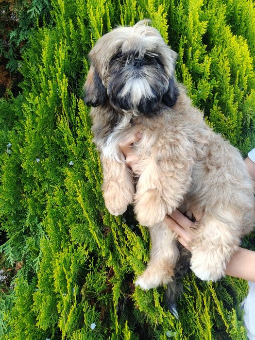 Shih tzu złota suczka z rodowodem REZERWACJIA