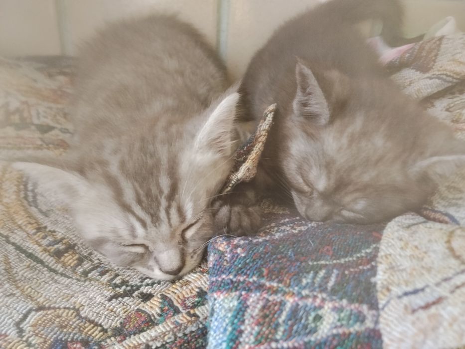 Продам котіков кошичка і котік по 2месеца