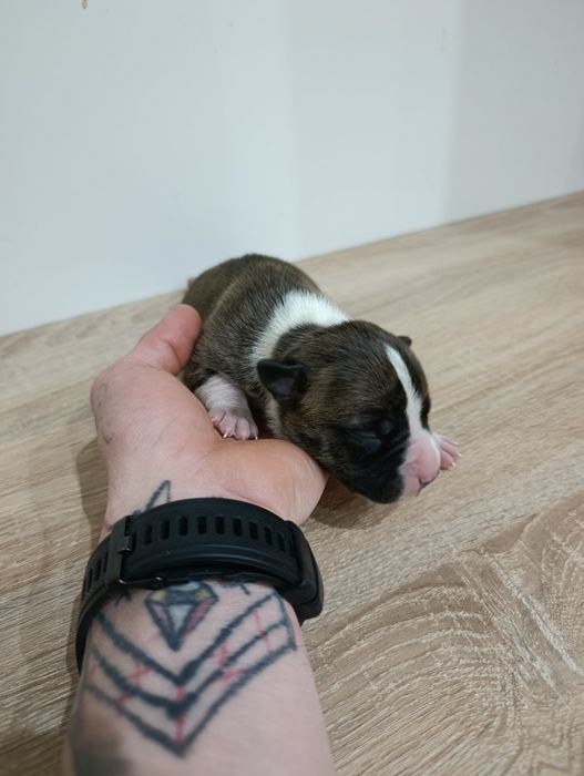 American staffordshire terrier Amstaff