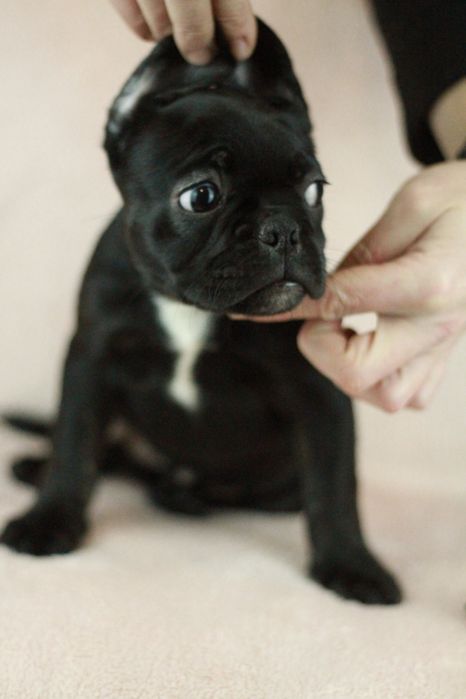 Американ булли экзотик. Чёрные щеночки. 2 месяца