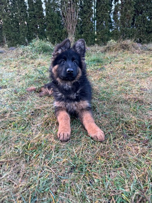 owczarek niemiecki , owczarki niemieckie