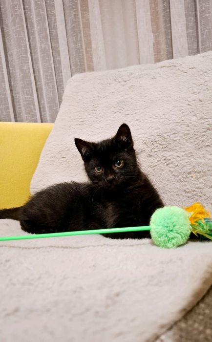 Bruno 12 tygodniowy kociak wyjątkowej urody