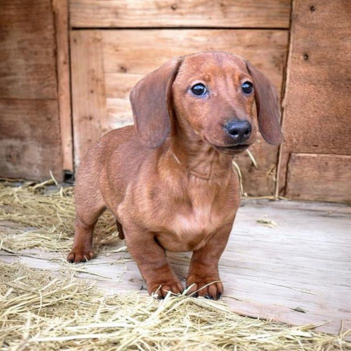 Рудий кріль,принц крові