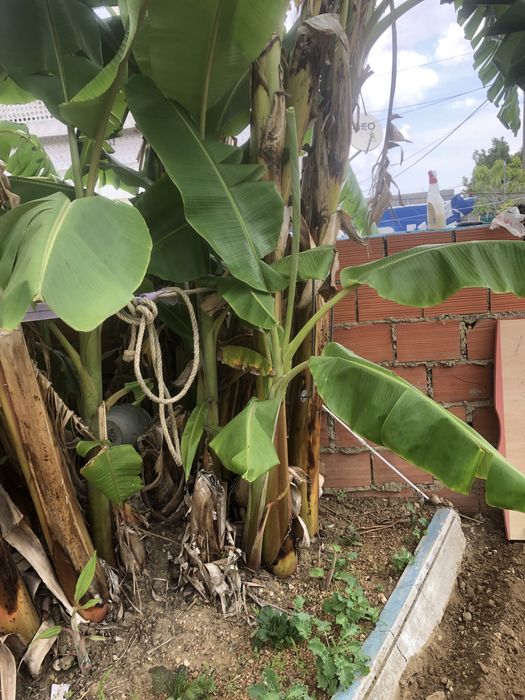 Mudas de Bananeira Cavendish Producao Garantida Rebentos Saudaveis