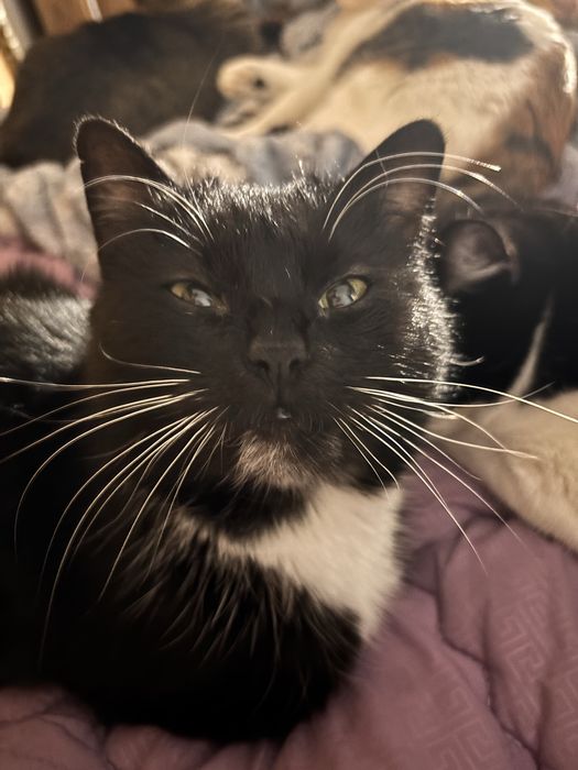 ‼️ Кішка у добрі руки ‼️