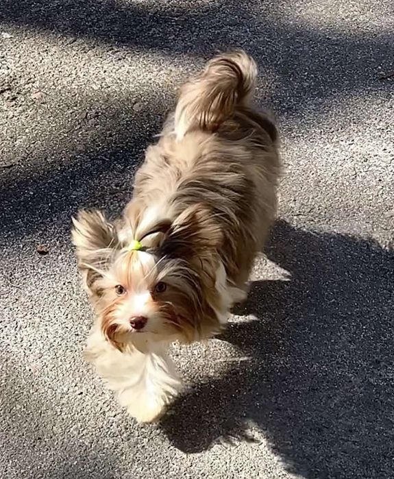 Кольоровий Йорк хлопчик