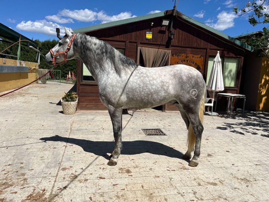 PRE андалуз жеребець