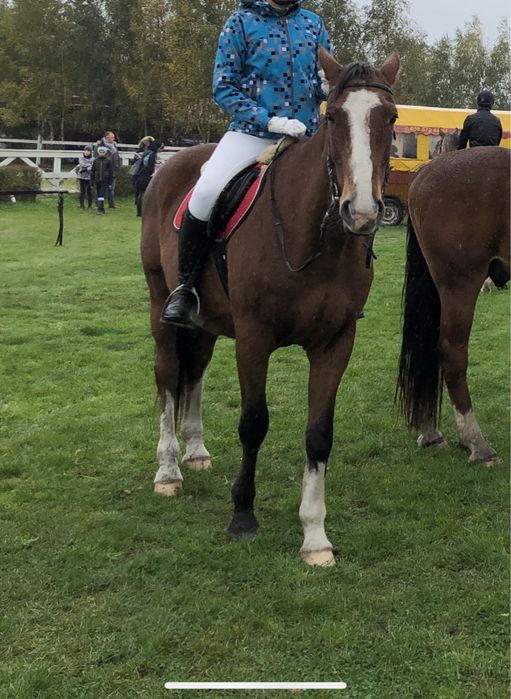 Kurtka typu softshell niebieska rozmair M