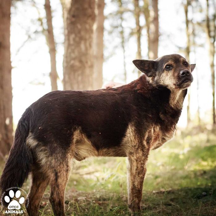 Spokojny Boyko poleca się do adopcji!