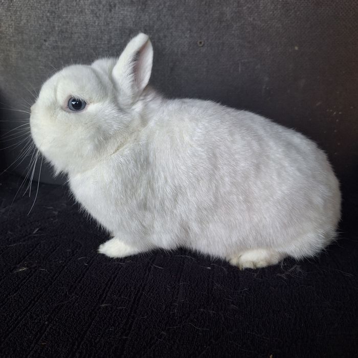 Hermelin niebieskooki
