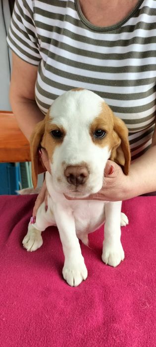 Piesek- Szczenię Beagle